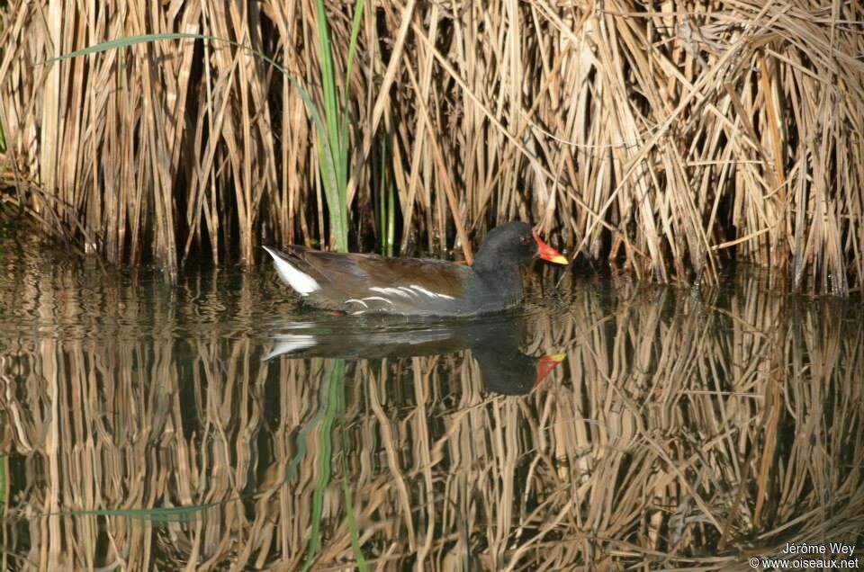 Gallinule poule-d'eau