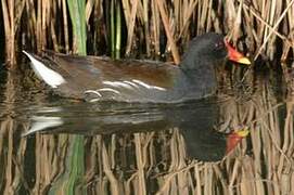 Common Moorhen