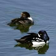 Barrow's Goldeneye