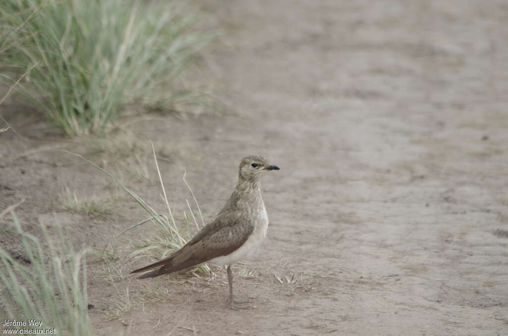 Collared PratincoleSecond year