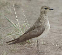 Collared Pratincole