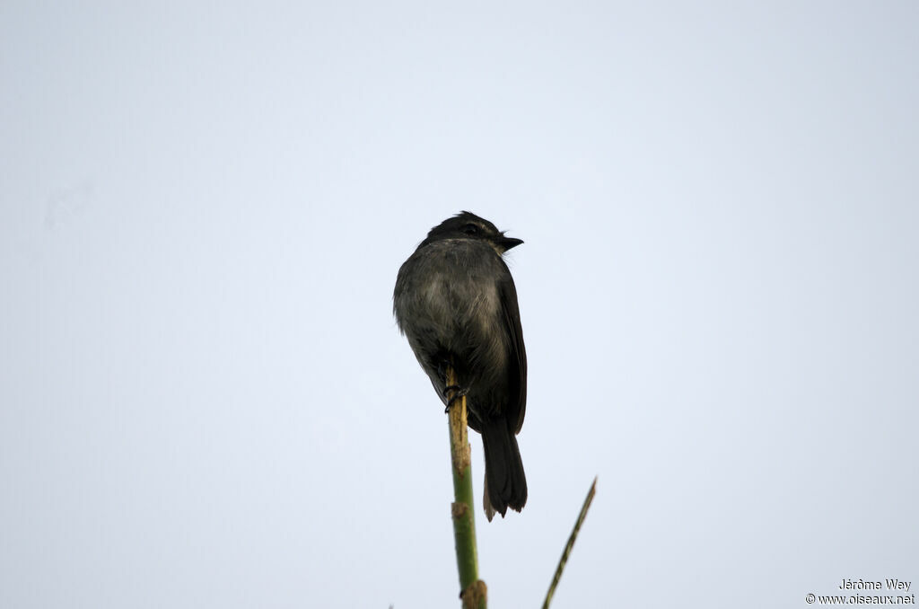 Dusky-blue Flycatcher