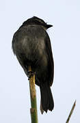 Dusky-blue Flycatcher