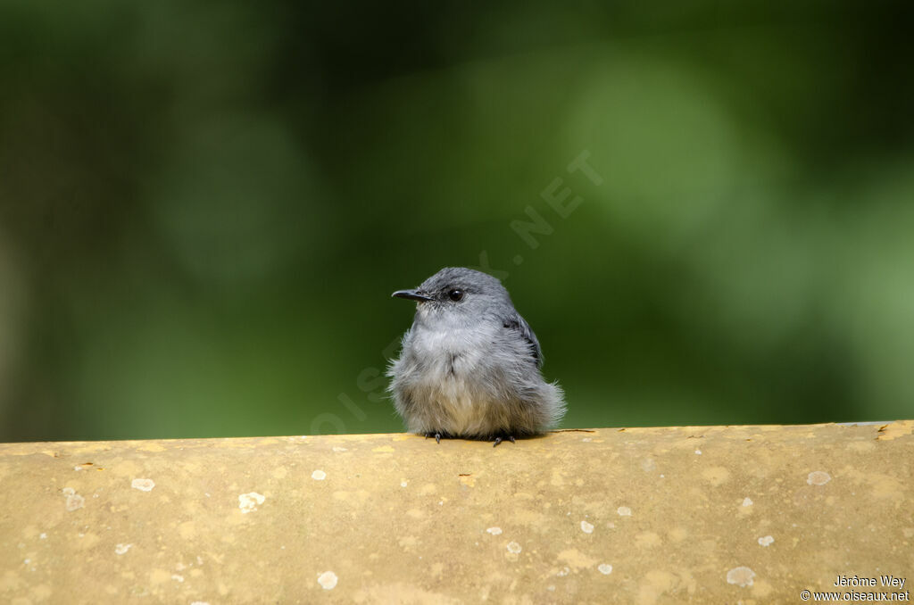 Cassin's Flycatcher