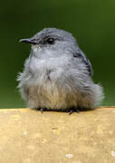 Cassin's Flycatcher