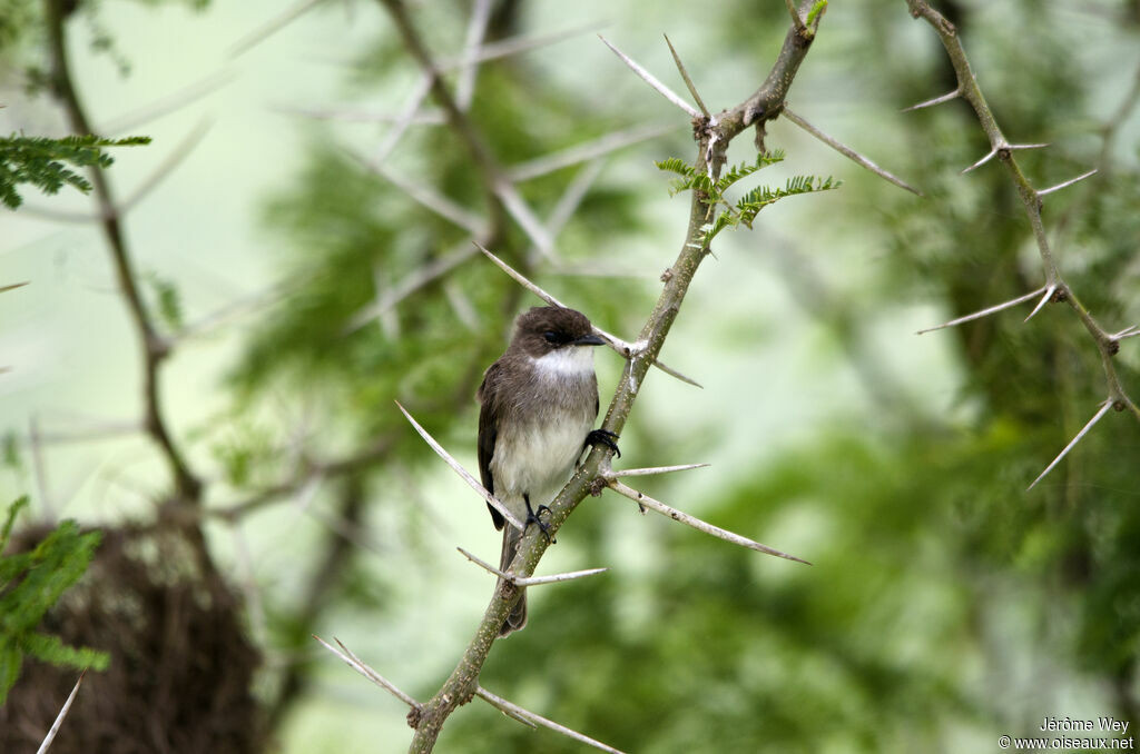 Swamp Flycatcher