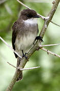 Swamp Flycatcher