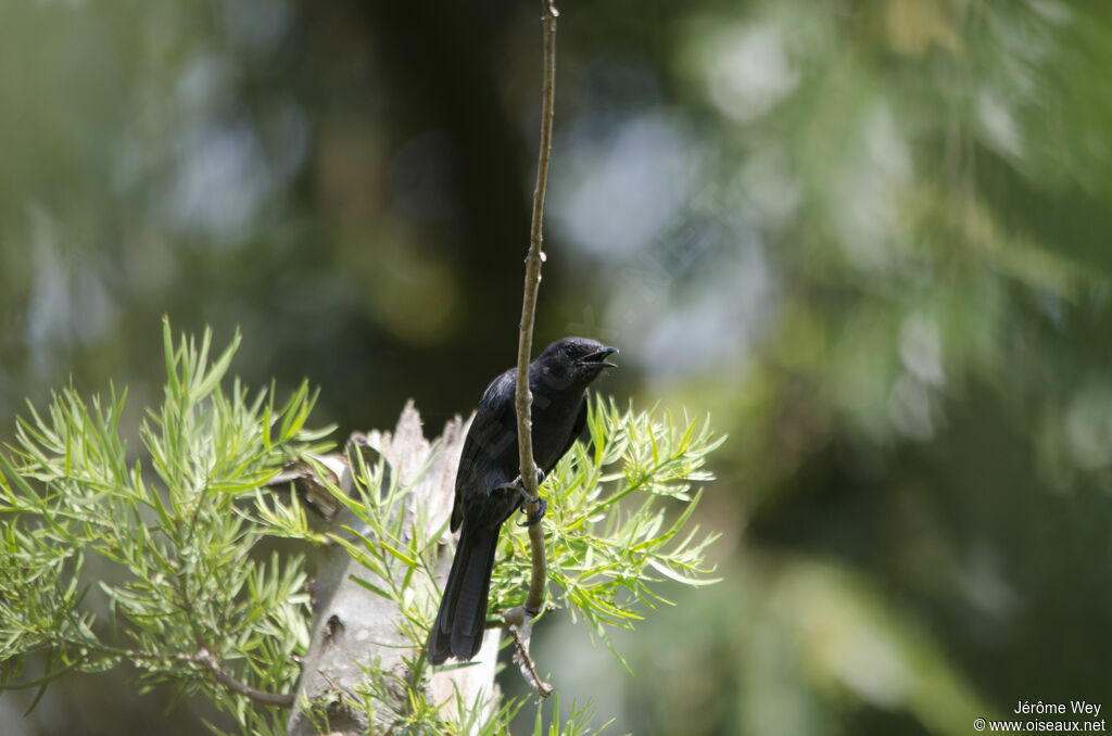 Northern Black Flycatcher