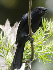 Gobemouche drongo