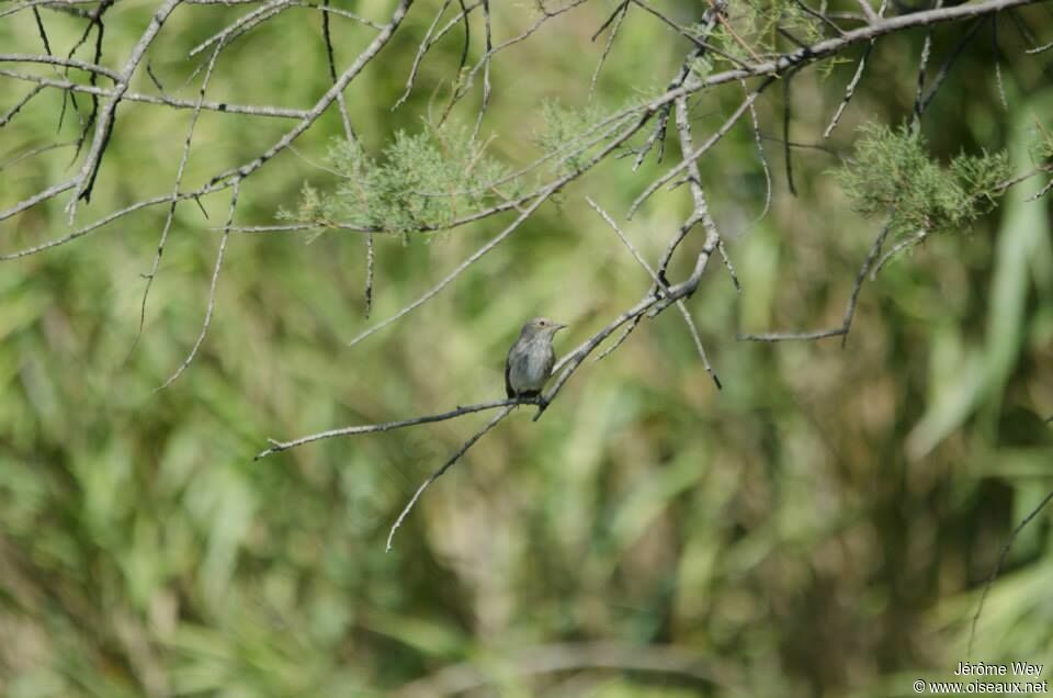 Spotted Flycatcher