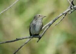 Spotted Flycatcher