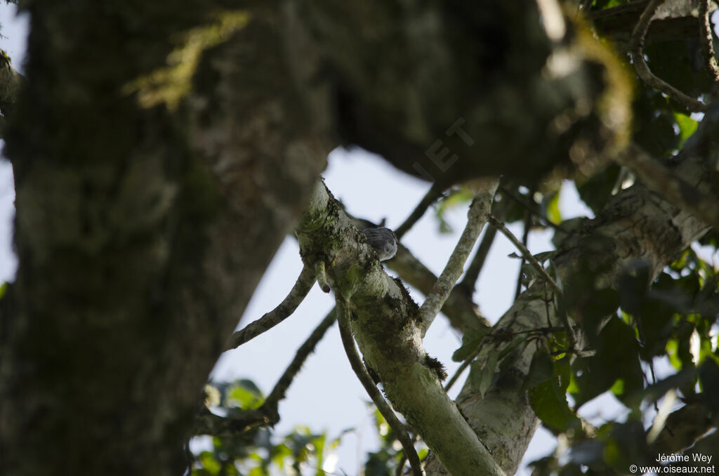 Grey Tit-Flycatcher