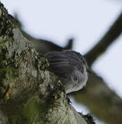 Grey Tit-Flycatcher