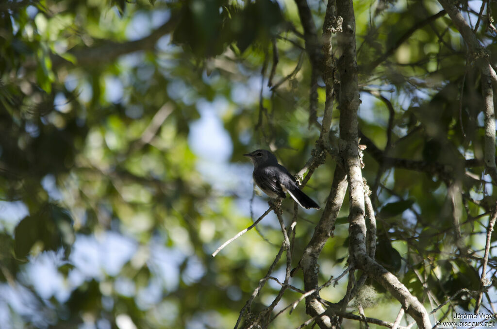 Grey Tit-Flycatcher