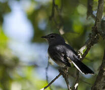 Grey Tit-Flycatcher