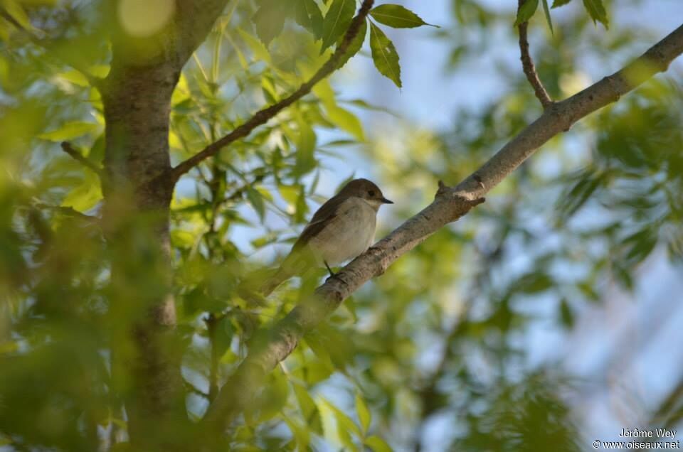 European Pied Flycatcher