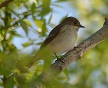 European Pied Flycatcher