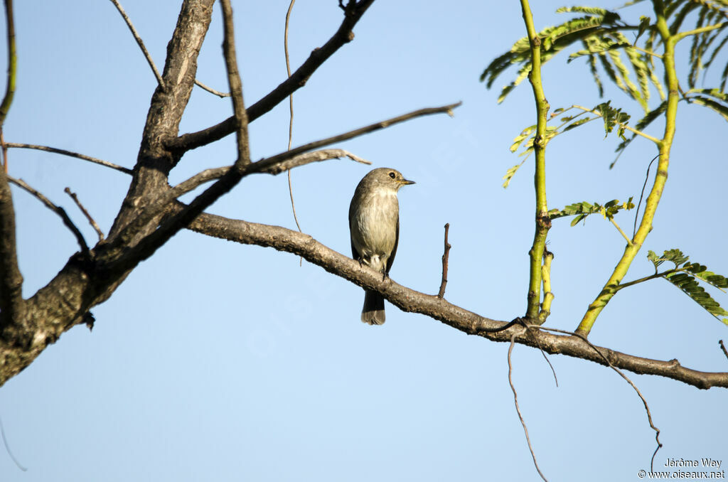 African Dusky Flycatcher