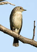 African Dusky Flycatcher