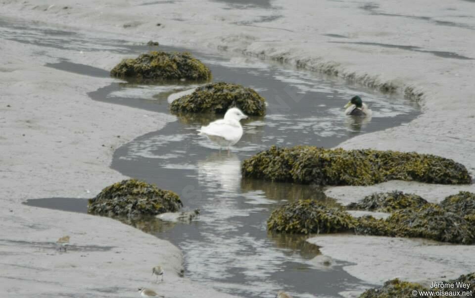 Iceland Gull