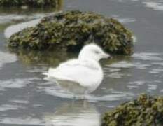 Goéland à ailes blanches