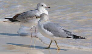 Ring-billed Gull