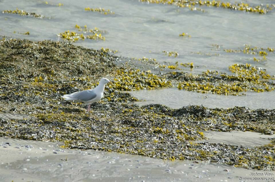 Glaucous Gull