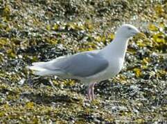 Glaucous Gull