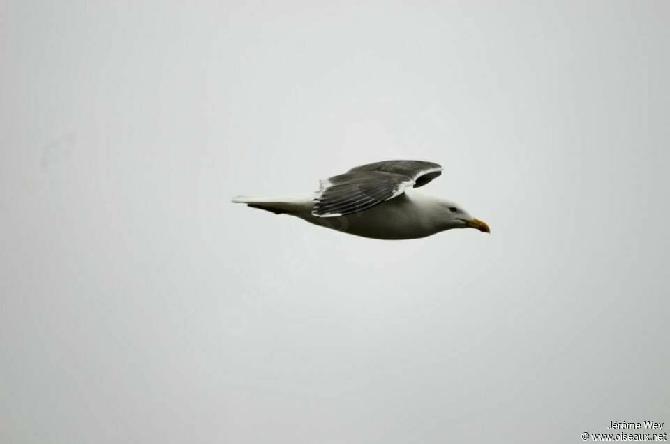 Lesser Black-backed Gull