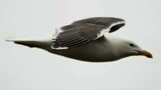 Lesser Black-backed Gull