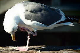 Western Gull