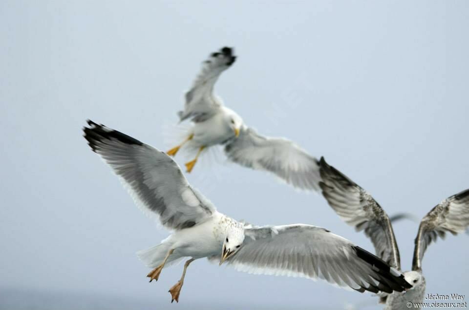 Yellow-legged Gull