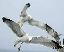 Yellow-legged Gull