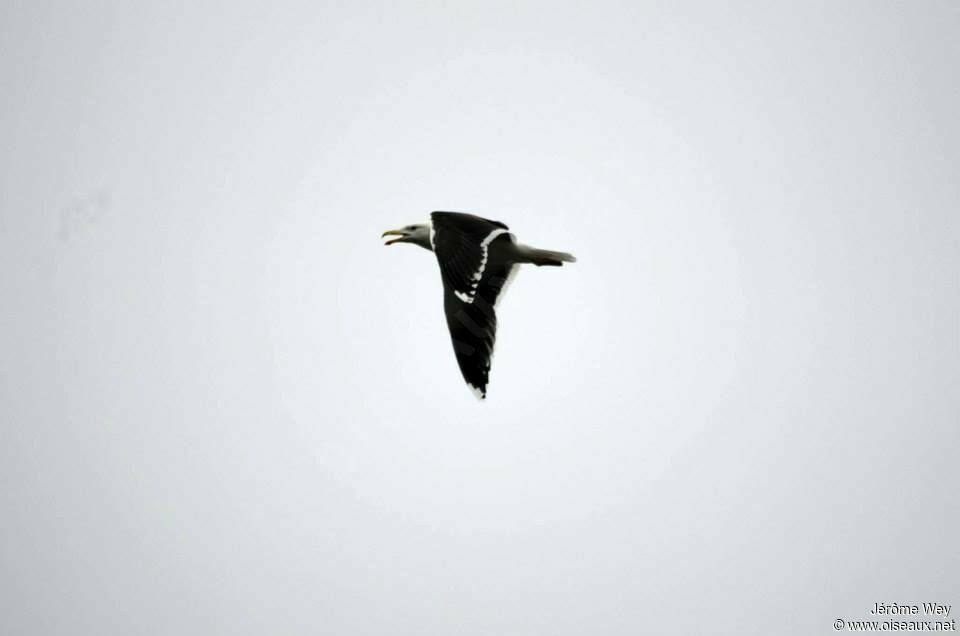 Great Black-backed Gull