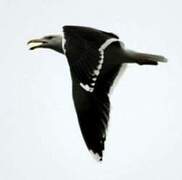 Great Black-backed Gull