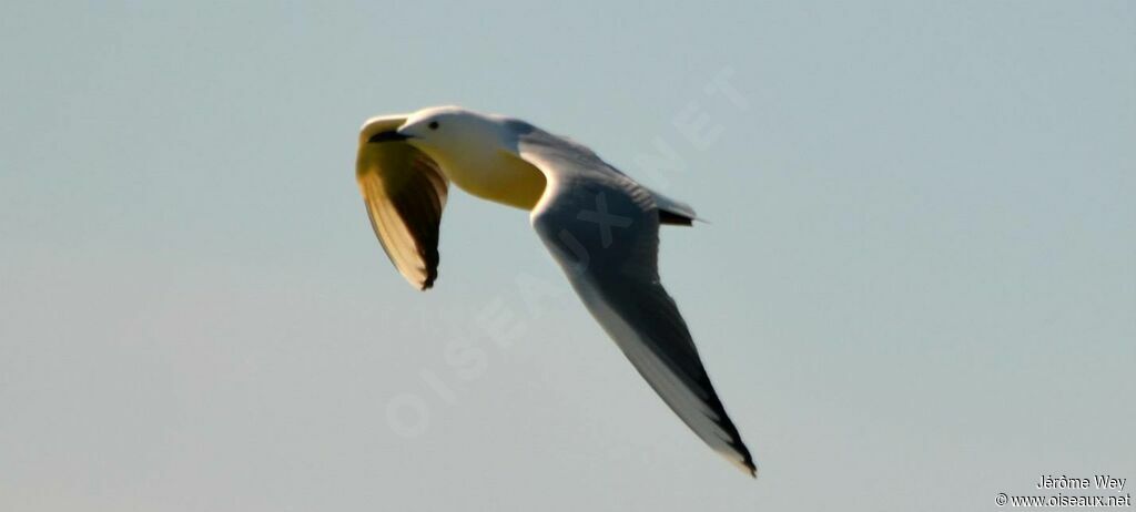 Slender-billed Gull