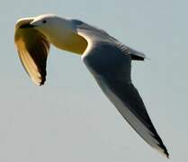 Slender-billed Gull