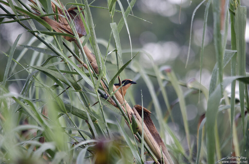 Lühder's Bushshrike