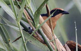 Lühder's Bushshrike