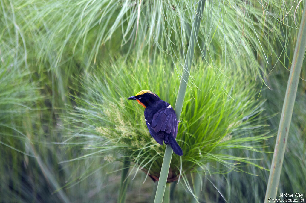 Papyrus Gonolek