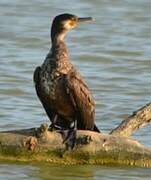 Great Cormorant