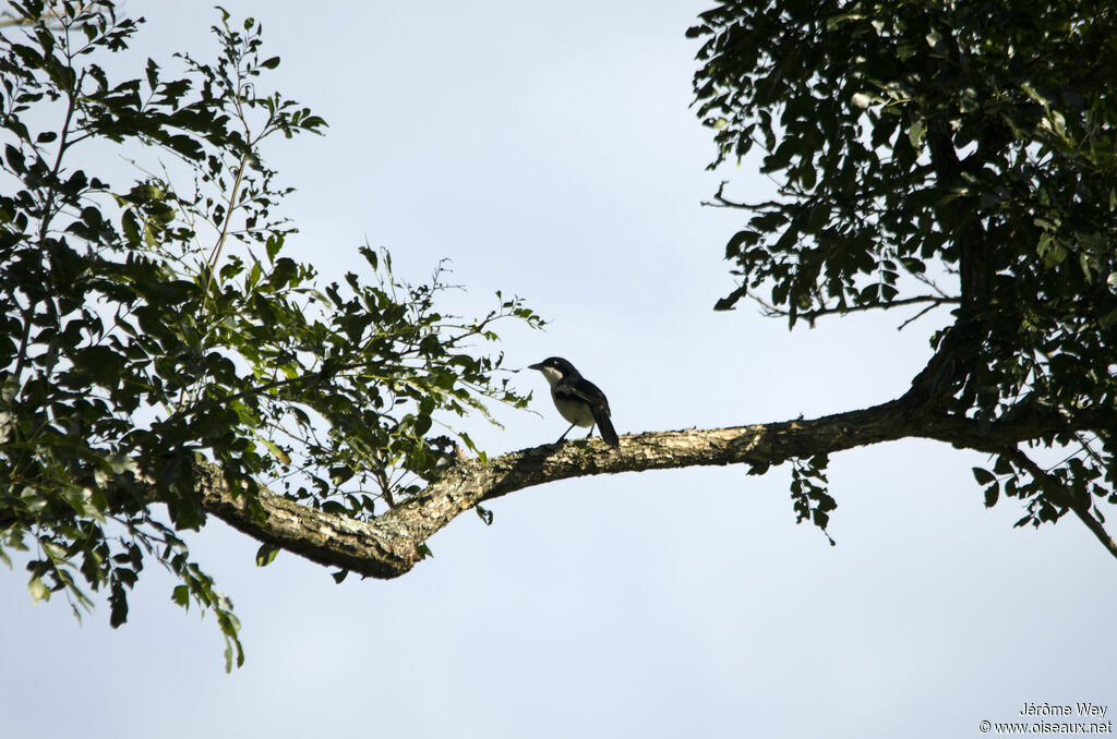 Tropical Boubou