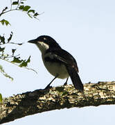 Tropical Boubou