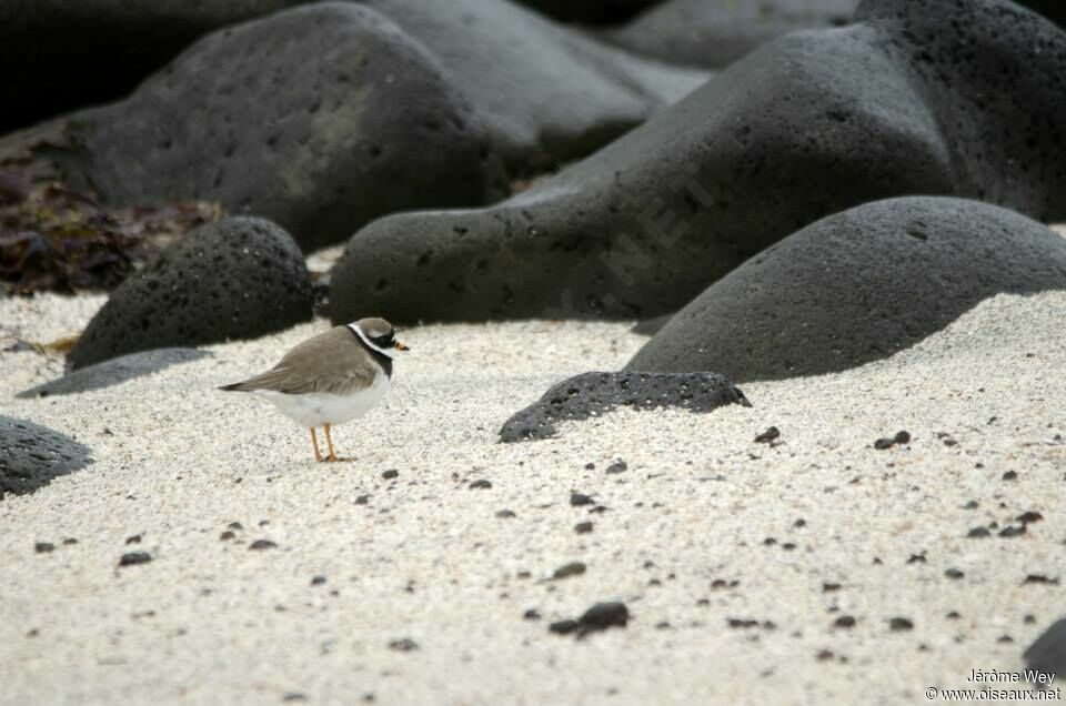 Common Ringed Plover