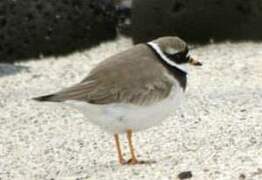 Common Ringed Plover