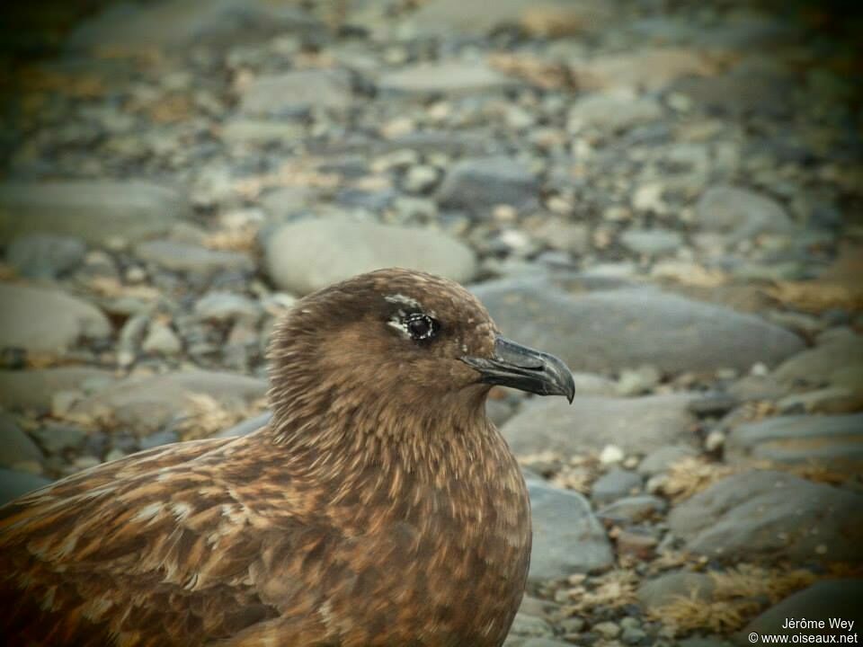 Great Skua