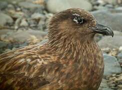 Great Skua