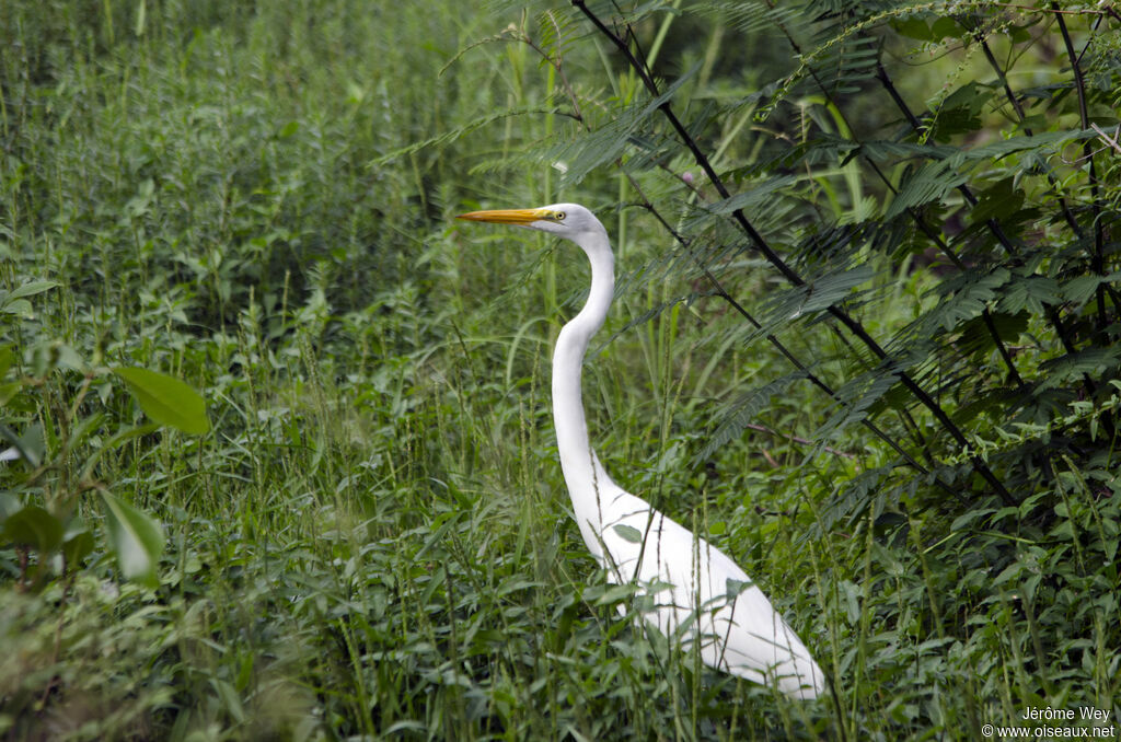 Great Egret