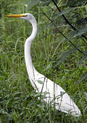 Grande Aigrette