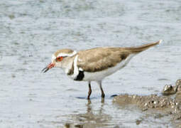 Three-banded Plover